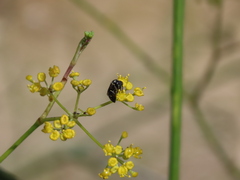 Hylaeus