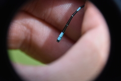 Coenagrion resolutum