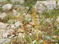 Orchis anthropophora