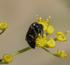 Hylaeus