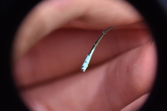 Coenagrion resolutum