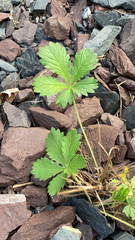 Potentilla reptans