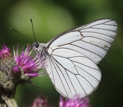 Aporia crataegi
