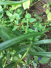 Helianthus angustifolius