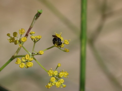 Hylaeus