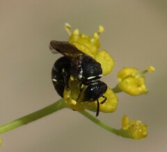 Hylaeus