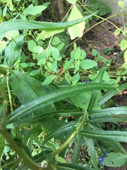 Helianthus angustifolius