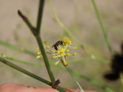 Hylaeus