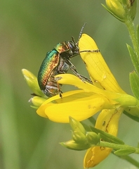 Cryptocephalus sericeus