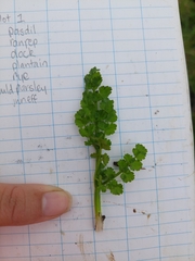 Oenanthe pimpinelloides