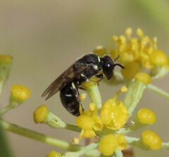 Hylaeus