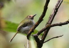 Hemitriccus granadensis