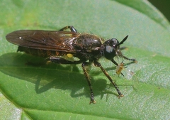 Choerades marginata