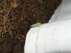Gyponana