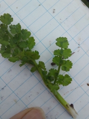 Oenanthe pimpinelloides