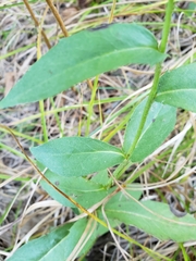Hieracium umbellatum