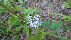 Symphyotrichum cordifolium