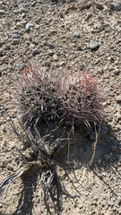 Homalocephala polycephala