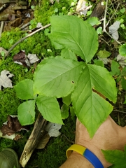 Arisaema triphyllum
