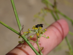 Hylaeus