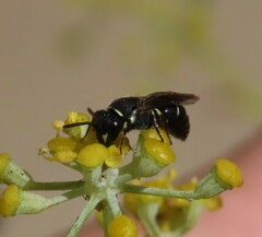 Hylaeus