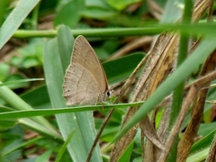 Cissia