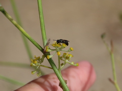 Hylaeus