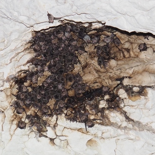 Mediterranean horseshoe bat, Cluj, RO, photo 7 of 10