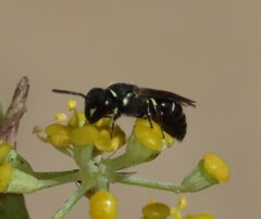 Hylaeus