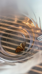 Phyprosopus callitrichoides