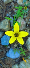 Bidens triplinervia