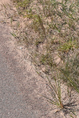 Sporobolus michauxianus