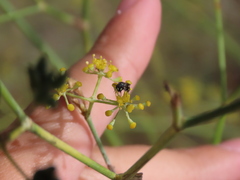 Hylaeus