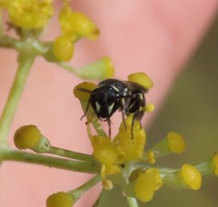 Hylaeus