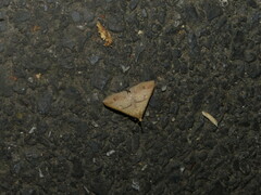 Renia discoloralis