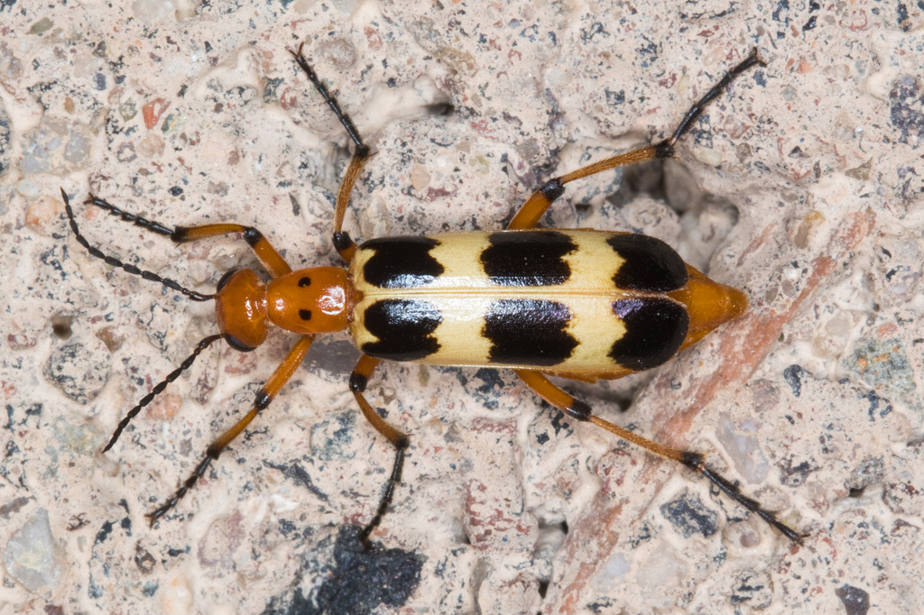 Charlie Brown Blister Beetle
