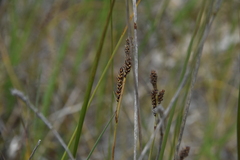 Carex parryana