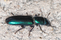Temnoscheila aerea