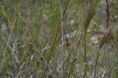 Carex parryana