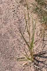 Sporobolus michauxianus