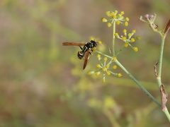 Polistes gallicus