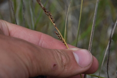 Carex parryana