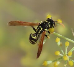 Polistes gallicus