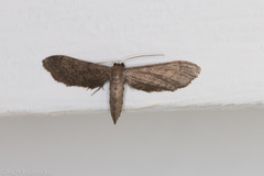 Protoproutia laredoata