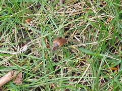 Melolontha melolontha