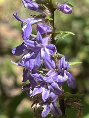 Lobelia