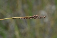 Carex parryana