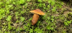 Gyroporus castaneus