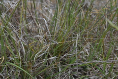 Carex parryana