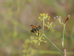 Polistes gallicus